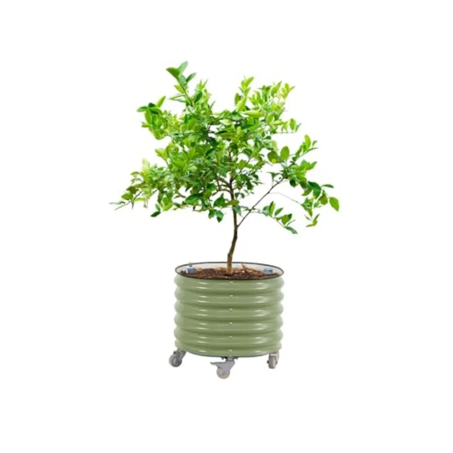 Rollende citrusboomplantenbak  - Self-Watering Planter recensie en prijs